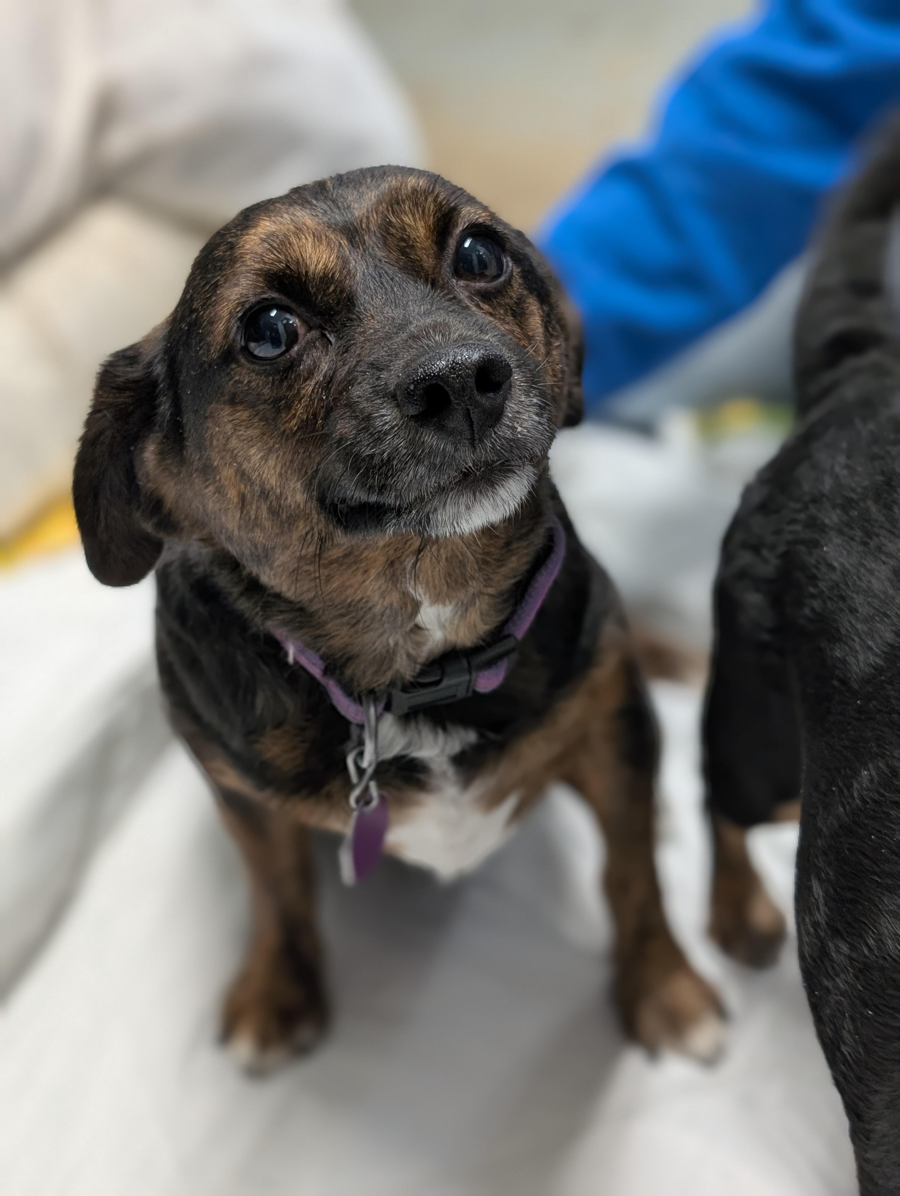 Enlarge Buddy, an adopted mixed breed in Tilton, IL image 2/6