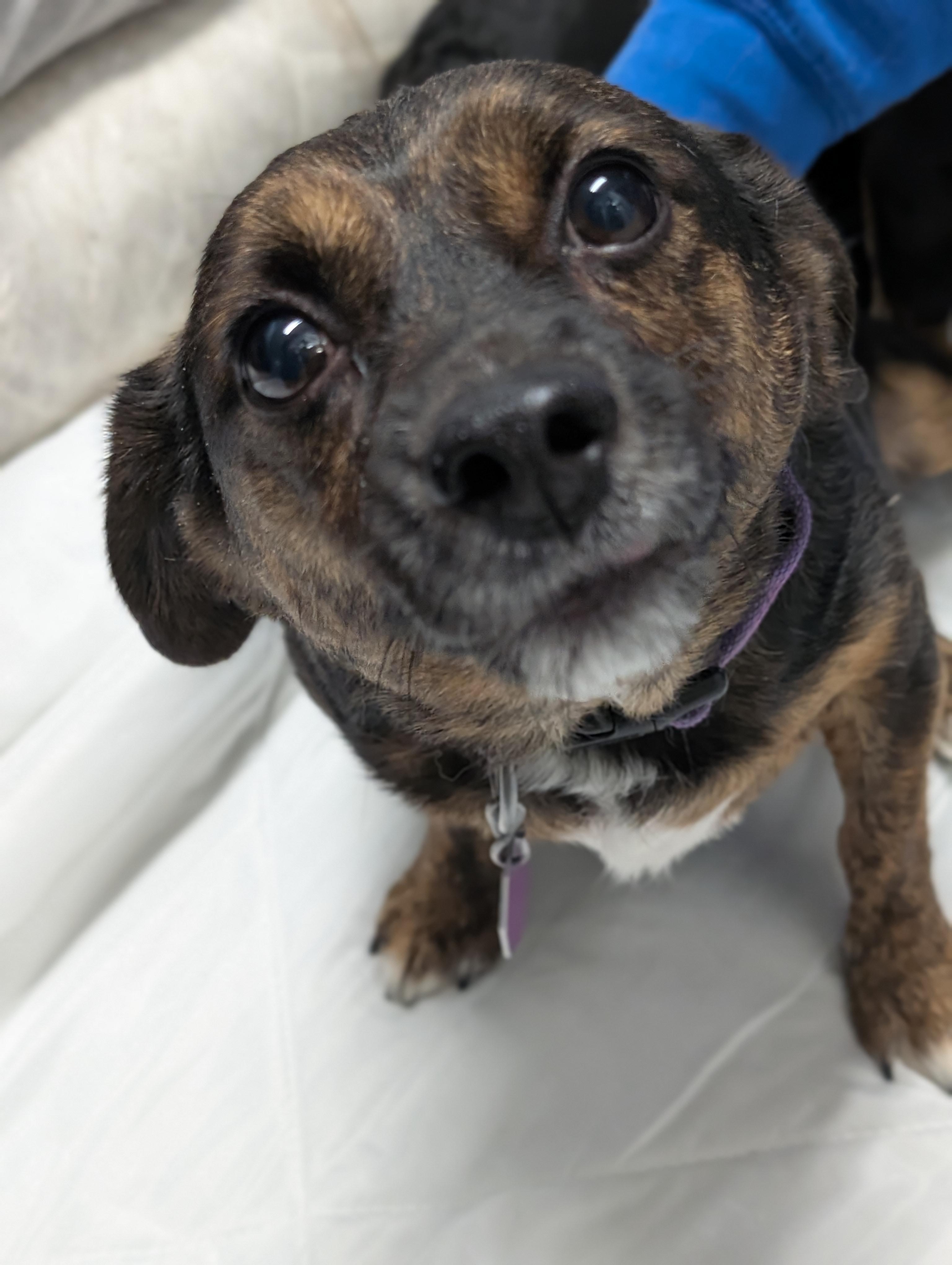 Enlarge Buddy, an adopted mixed breed in Tilton, IL image 3/6