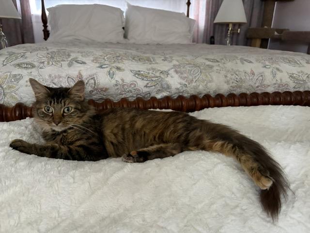 Enlarge HONEY, a Adopted mixed breed in Churchville, PA image 5/5