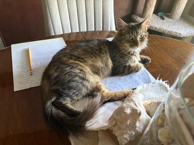 Enlarge HONEY, a Adopted mixed breed in Churchville, PA image 3/5