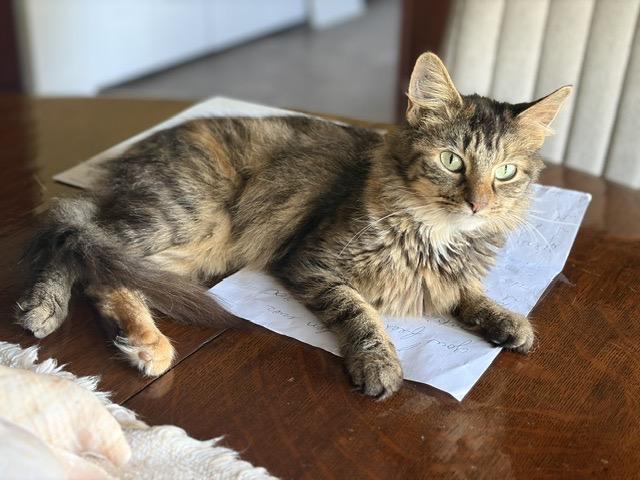Enlarge HONEY, a Adopted mixed breed in Churchville, PA image 2/5