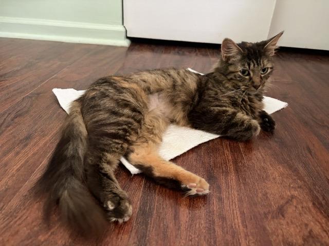 HONEY, ADOPTABLE, Young Female Maine Coon & Domestic Long Hair.