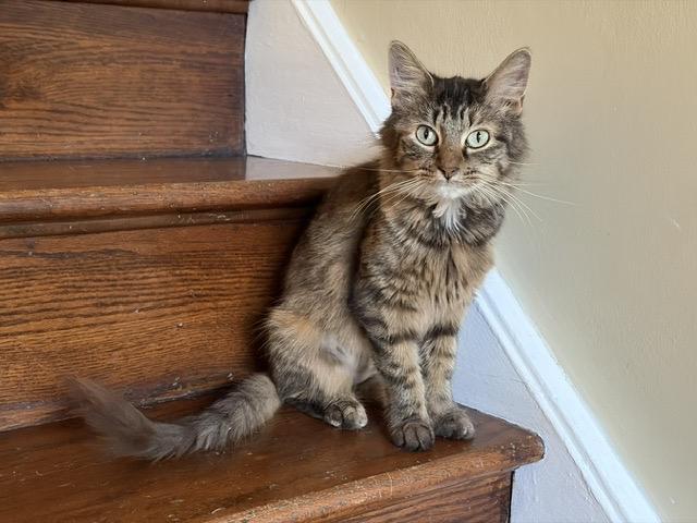 Enlarge HONEY, a Adopted mixed breed in Churchville, PA image 4/5