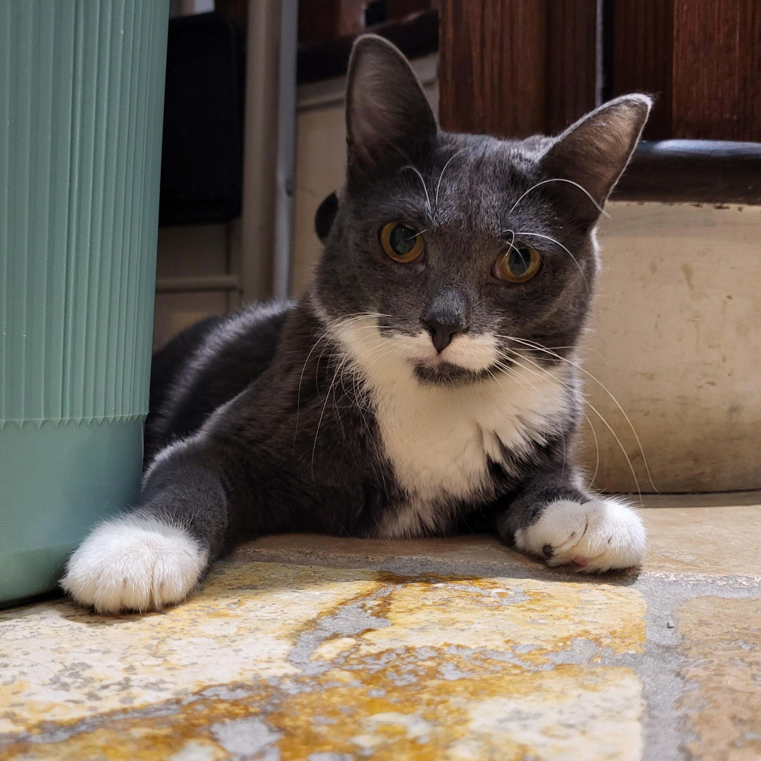 Kelce (bonded to Creed), adoptable, Young Female Domestic Short Hair.