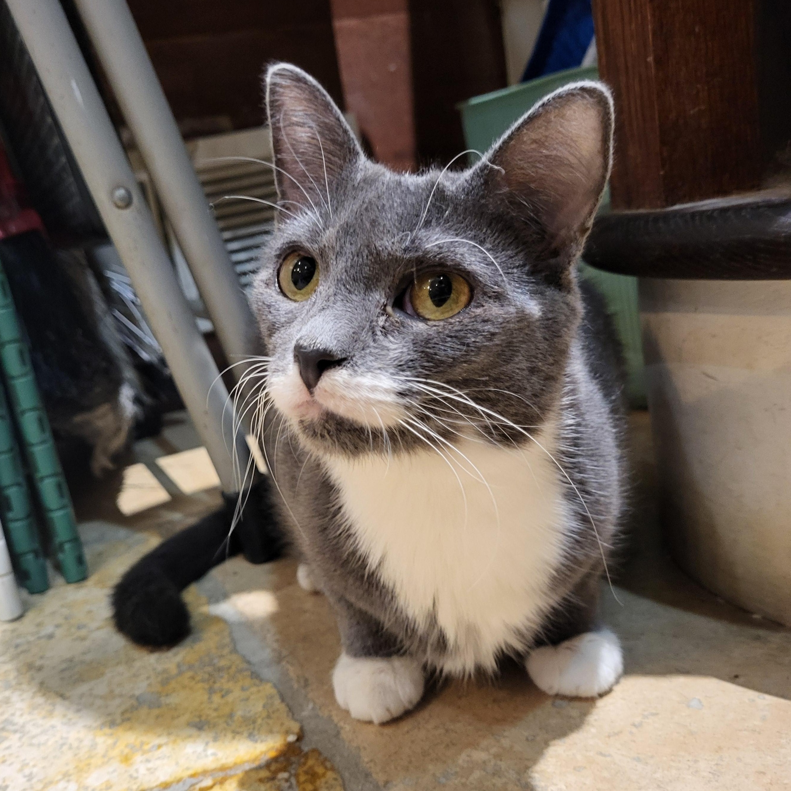 Kelce (bonded to Creed), an adoptable Domestic Short Hair in East Brunswick, NJ image 6/6