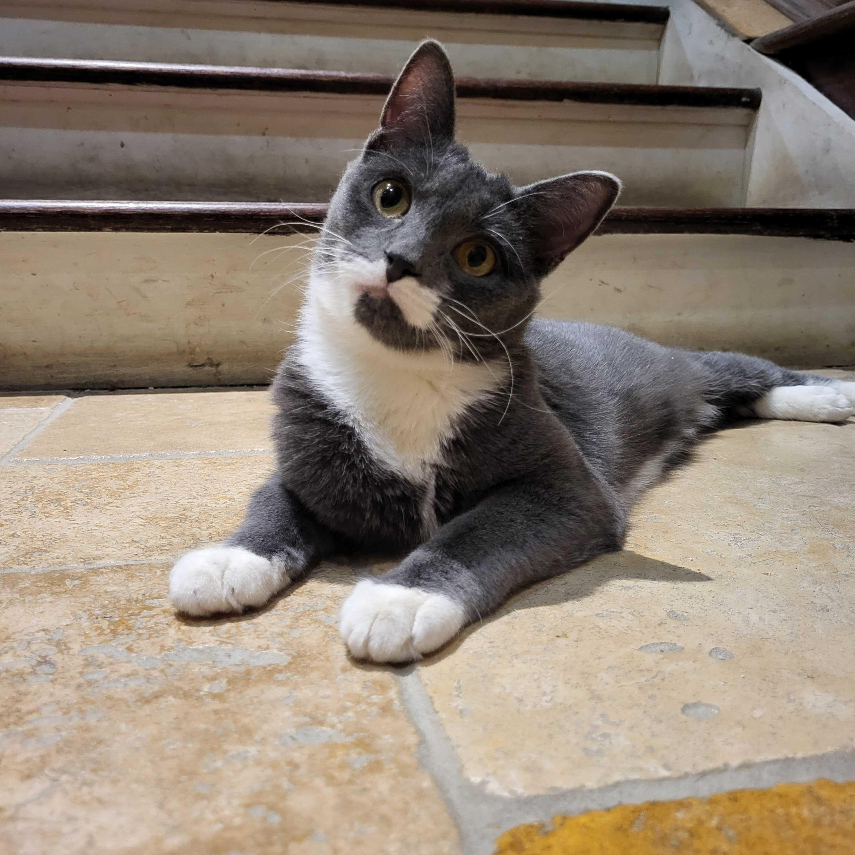 Kelce (bonded to Creed), an adoptable Domestic Short Hair in East Brunswick, NJ image 3/6