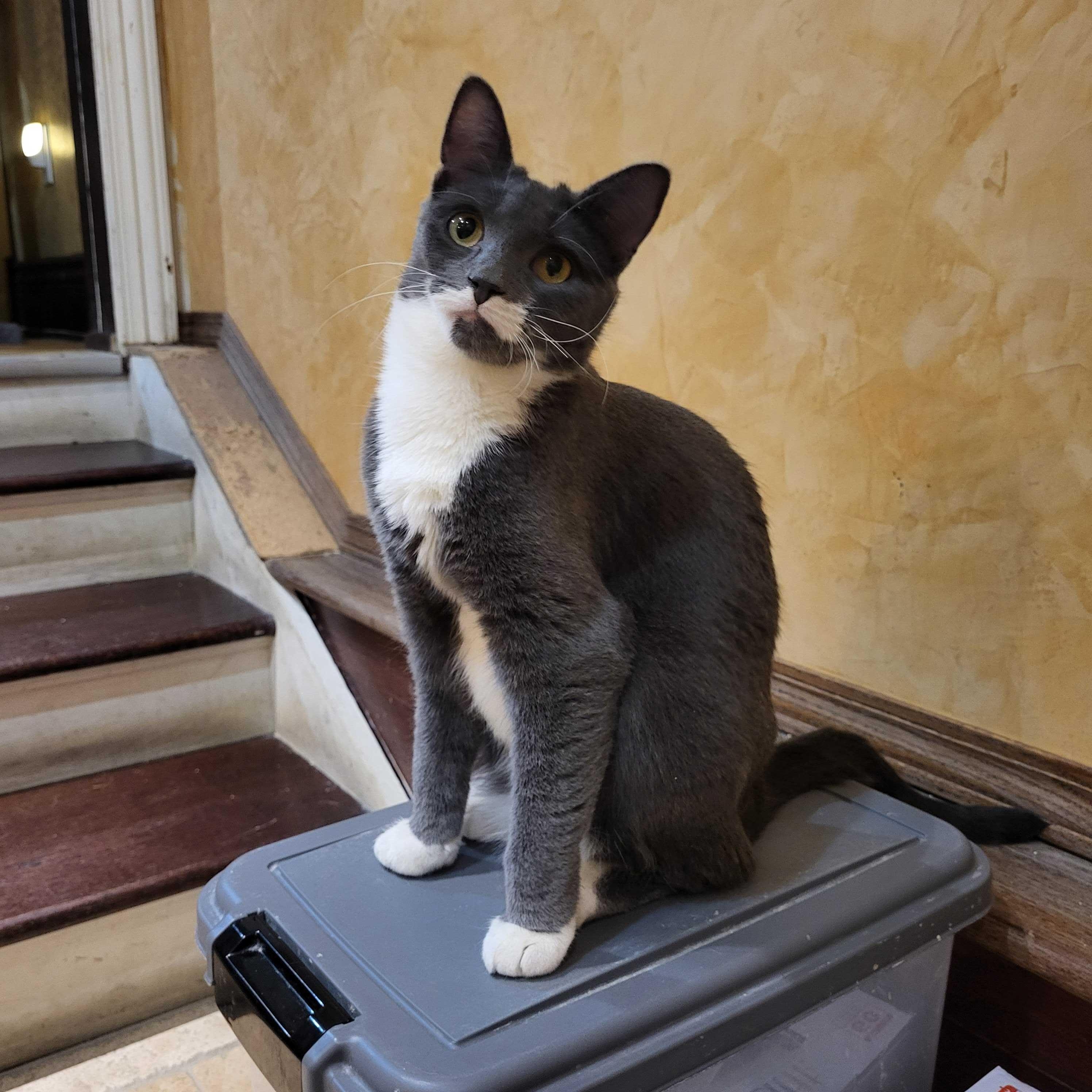 Kelce (bonded to Creed), an adoptable Domestic Short Hair in East Brunswick, NJ image 2/6