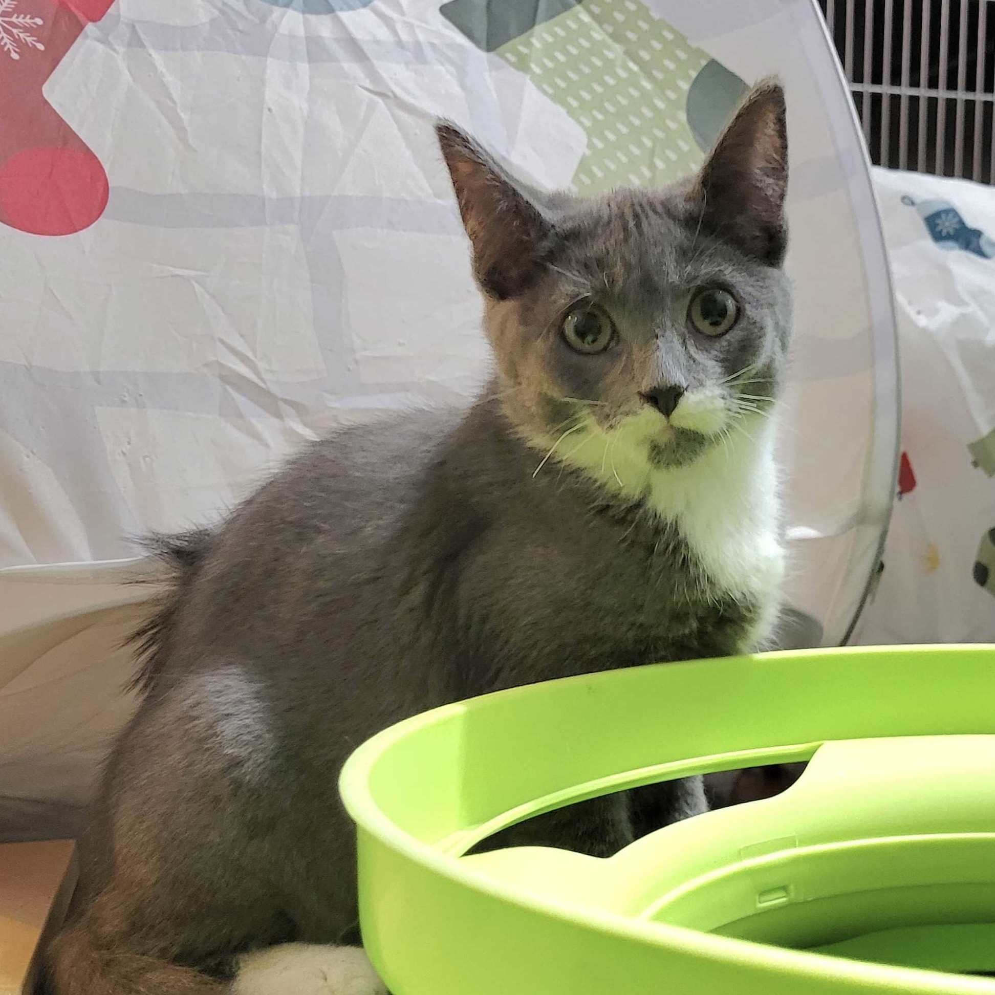 Kelce (bonded to Creed)