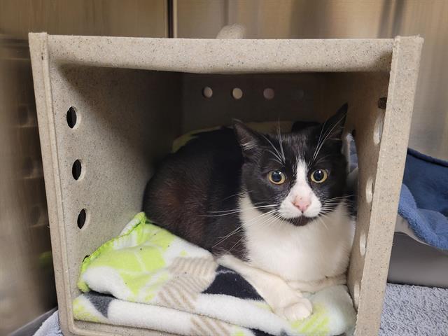 SADHBH, Adoptable, Young Female Domestic Short Hair.