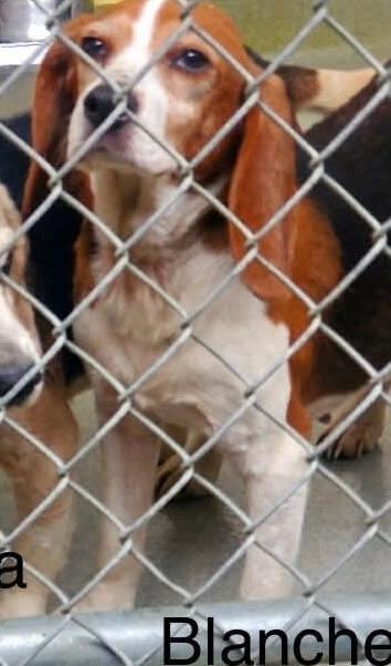 Enlarge Blanche, an adopted Beagle in Williamsburg, VA image 5/6