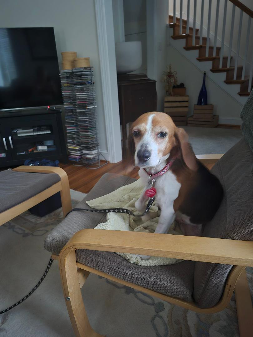 Blanche, adopted, Adult Female Beagle.