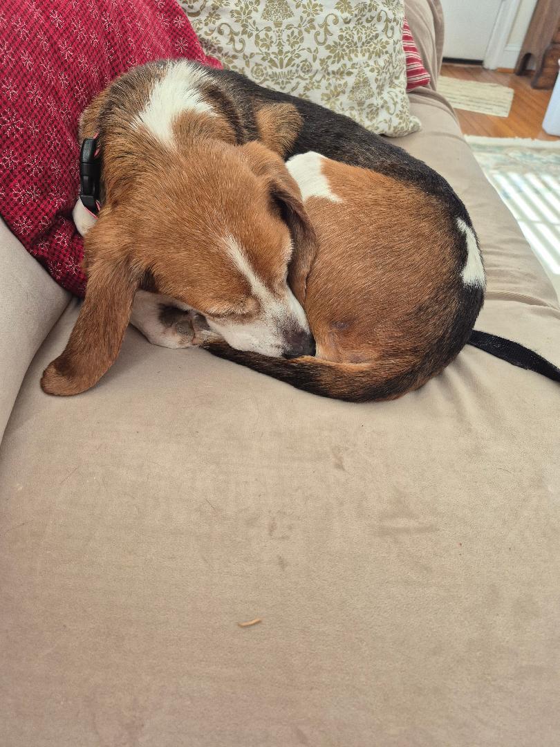 Enlarge Blanche, an adopted Beagle in Williamsburg, VA image 2/6