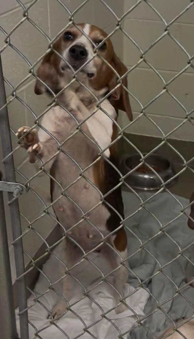 Enlarge Blanche, an adopted Beagle in Williamsburg, VA image 4/6