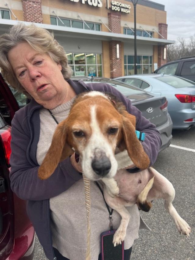 Enlarge Blanche, an adopted Beagle in Williamsburg, VA image 6/6