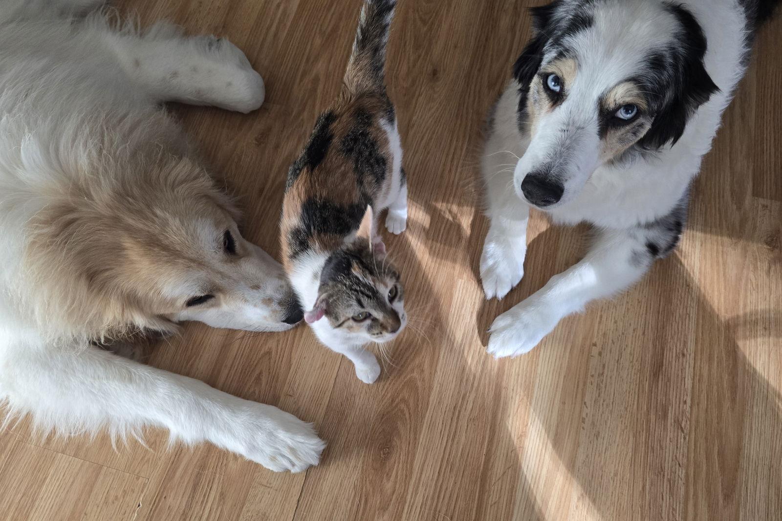 Piglet — thumbnail 2