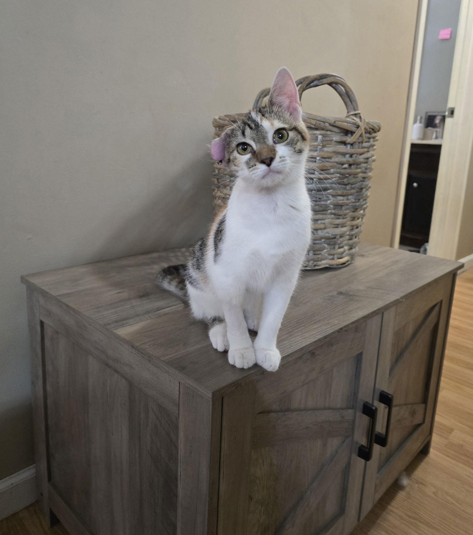 Piglet — thumbnail 3