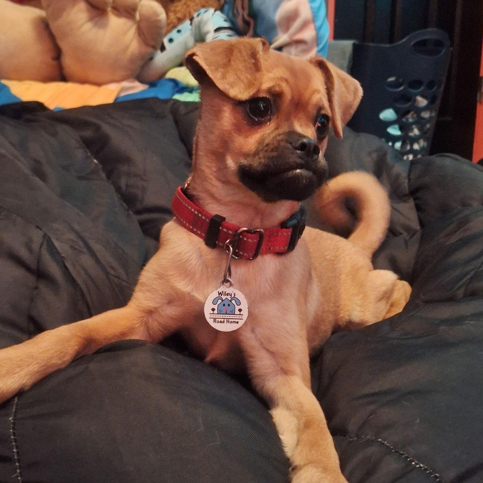 Josie, Adoptable, Puppy Female Pug & Beagle.