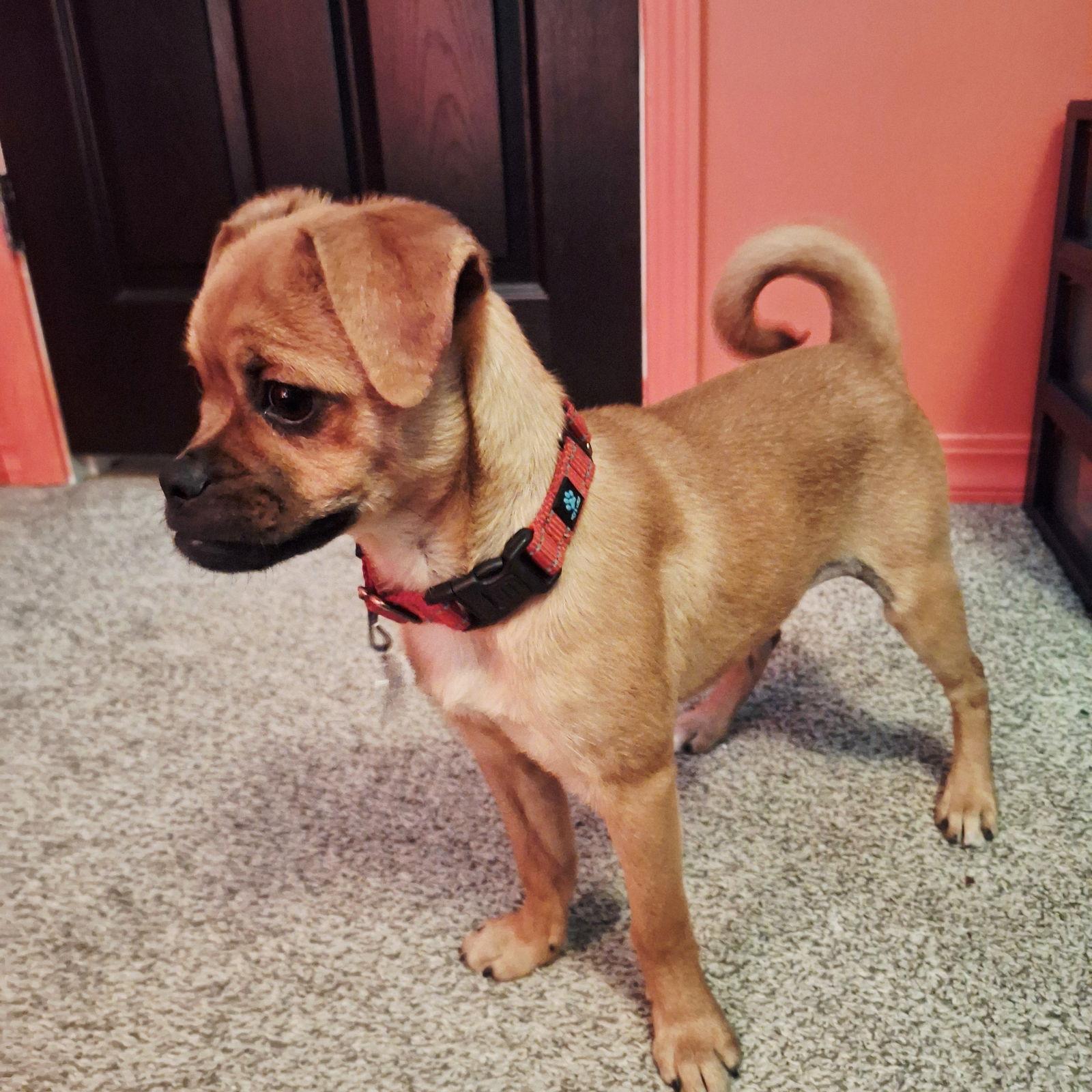 Enlarge Josie, a Adoptable mixed breed in Wakefield, RI image 3/3