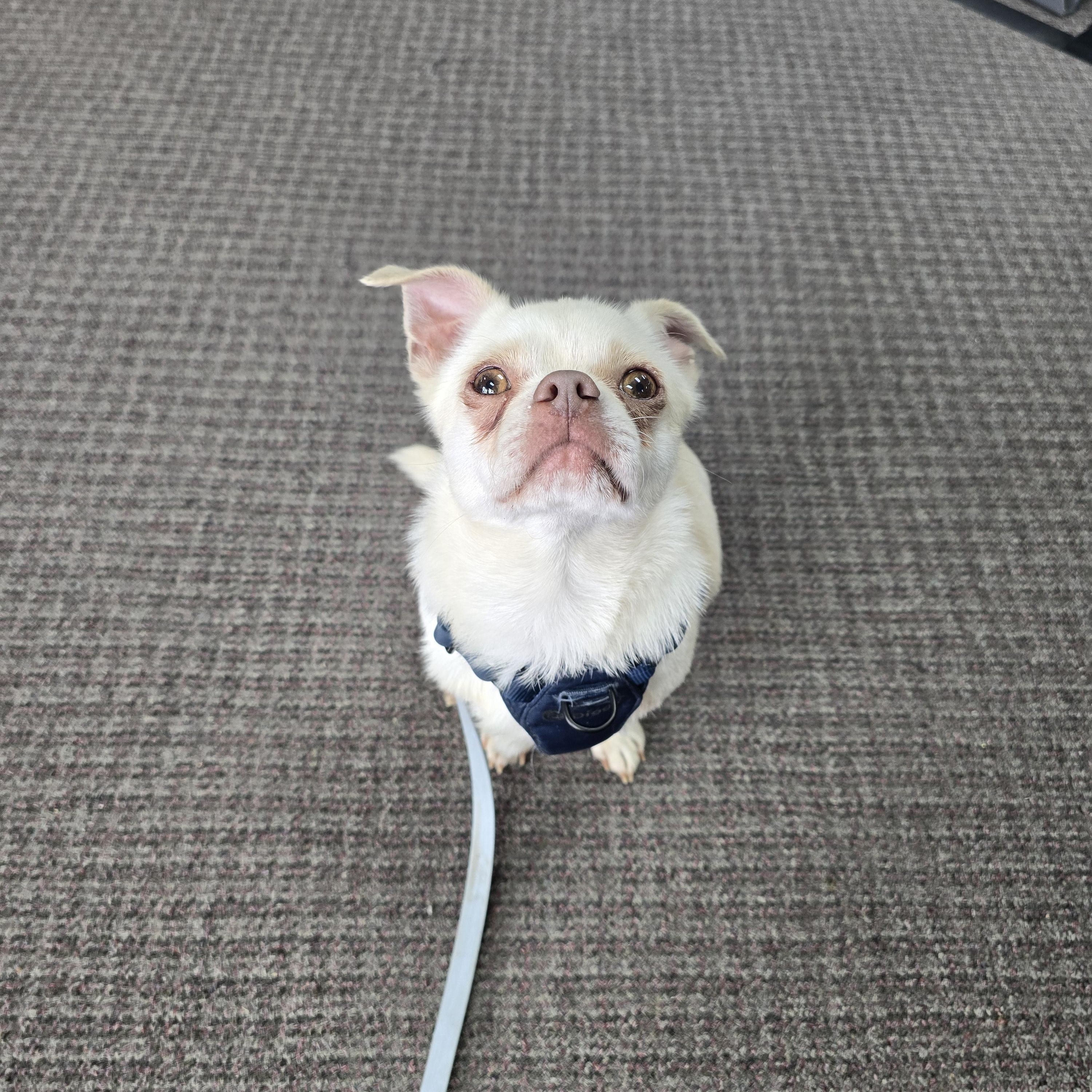 Oliver, a ADOPTABLE mixed breed in Charlotte, NC image 3/6