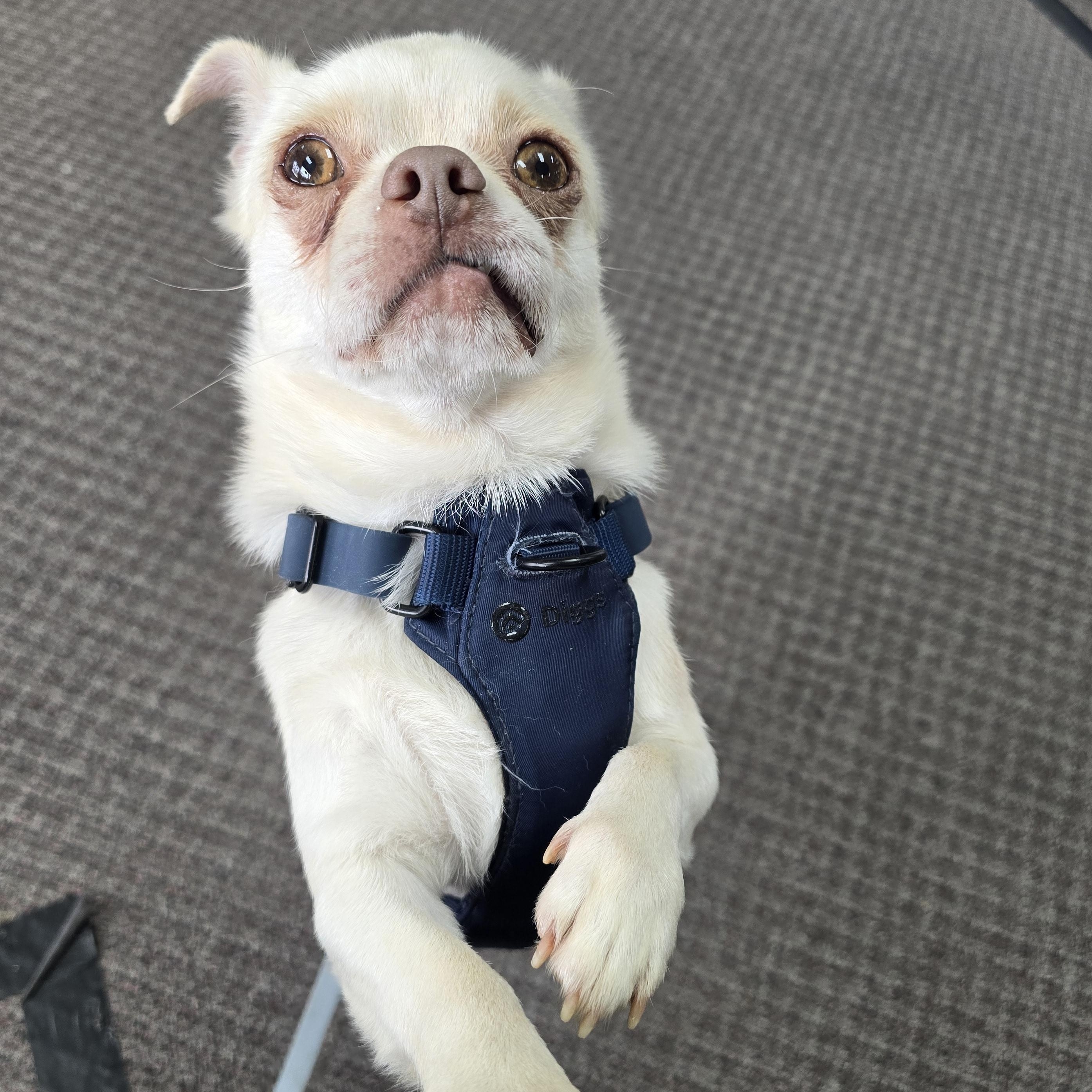 Oliver, a ADOPTABLE mixed breed in Charlotte, NC image 1/6