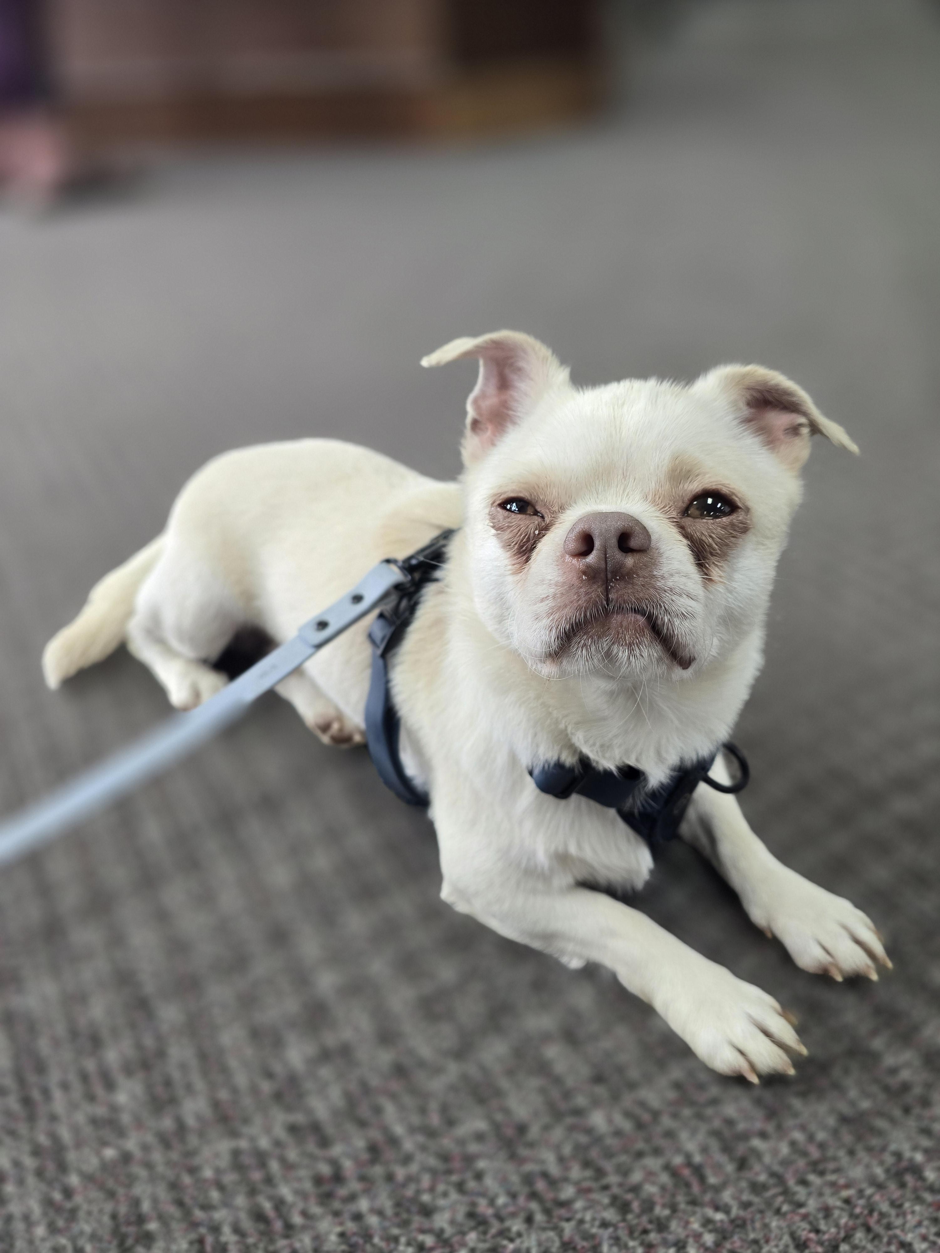 Oliver, a ADOPTABLE mixed breed in Charlotte, NC image 4/6