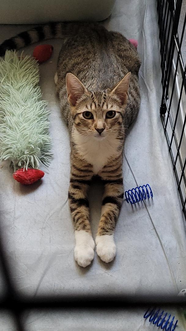 PRALINE, ADOPTABLE, Young Female Tabby & Abyssinian.