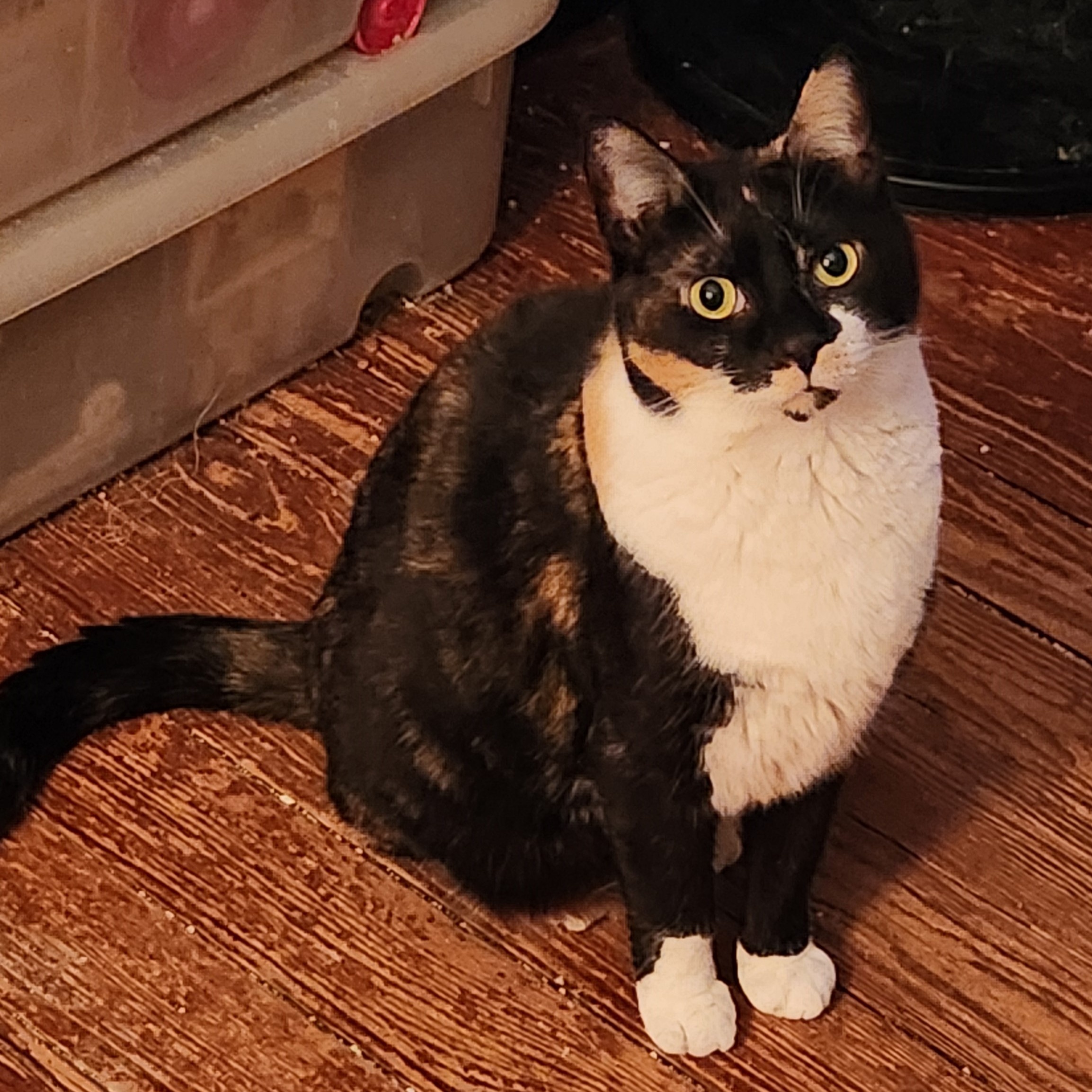 Enlarge Esmae, a Adoptable Domestic Short Hair in New Cumberland, PA image 1/5