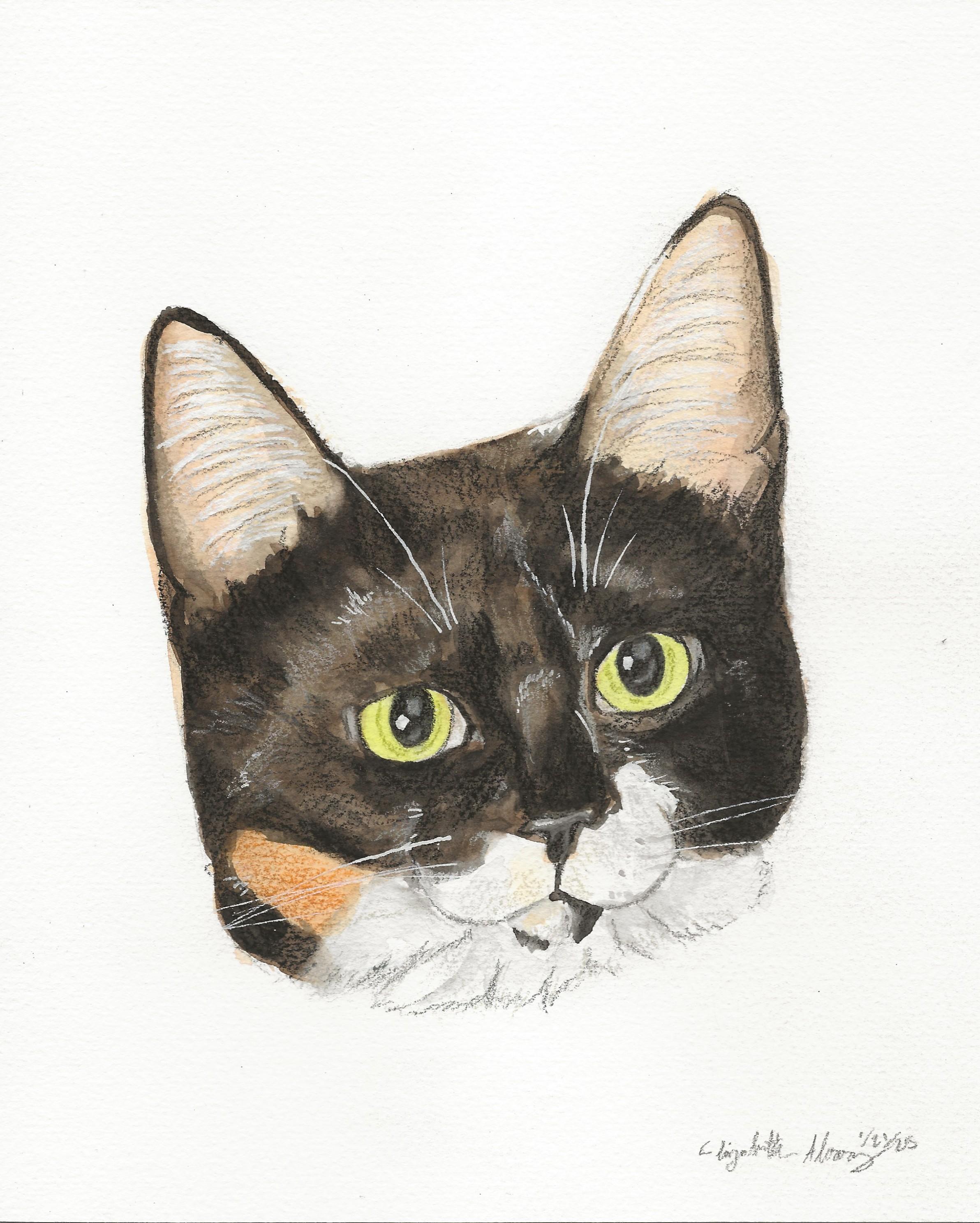 Enlarge Esmae, a Adoptable Domestic Short Hair in New Cumberland, PA image 2/5