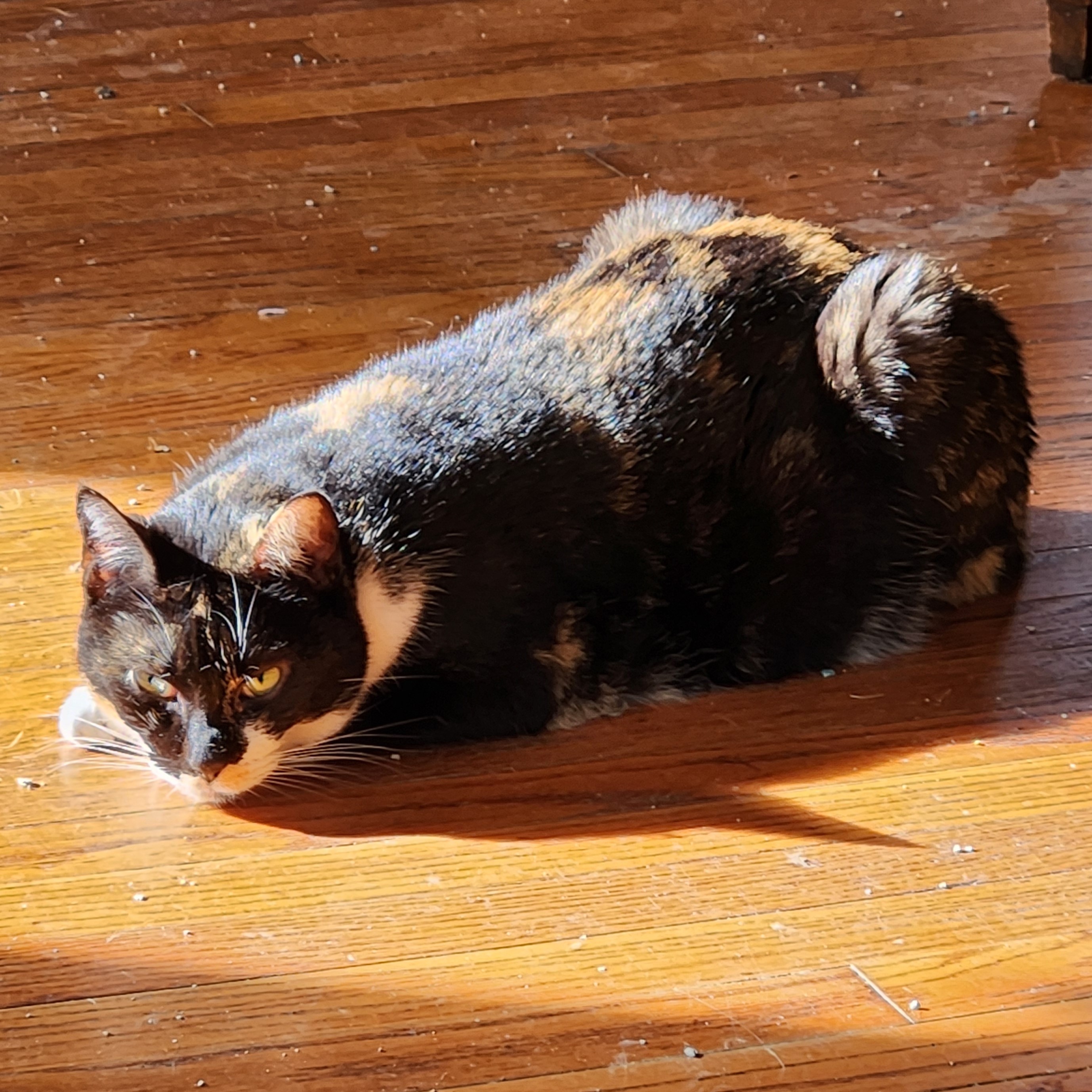 Enlarge Esmae, a Adoptable Domestic Short Hair in New Cumberland, PA image 3/5