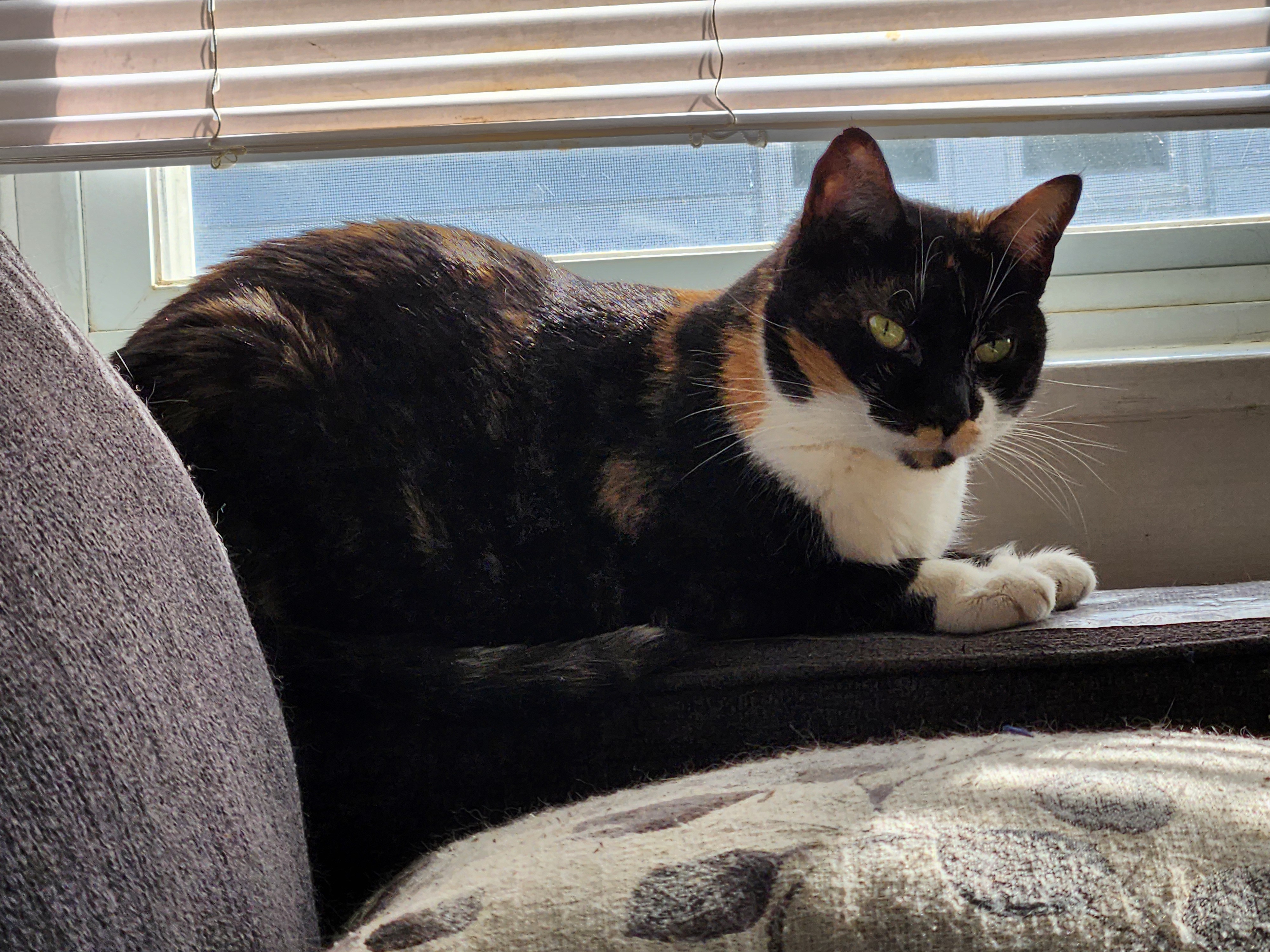 Enlarge Esmae, a Adoptable Domestic Short Hair in New Cumberland, PA image 5/5