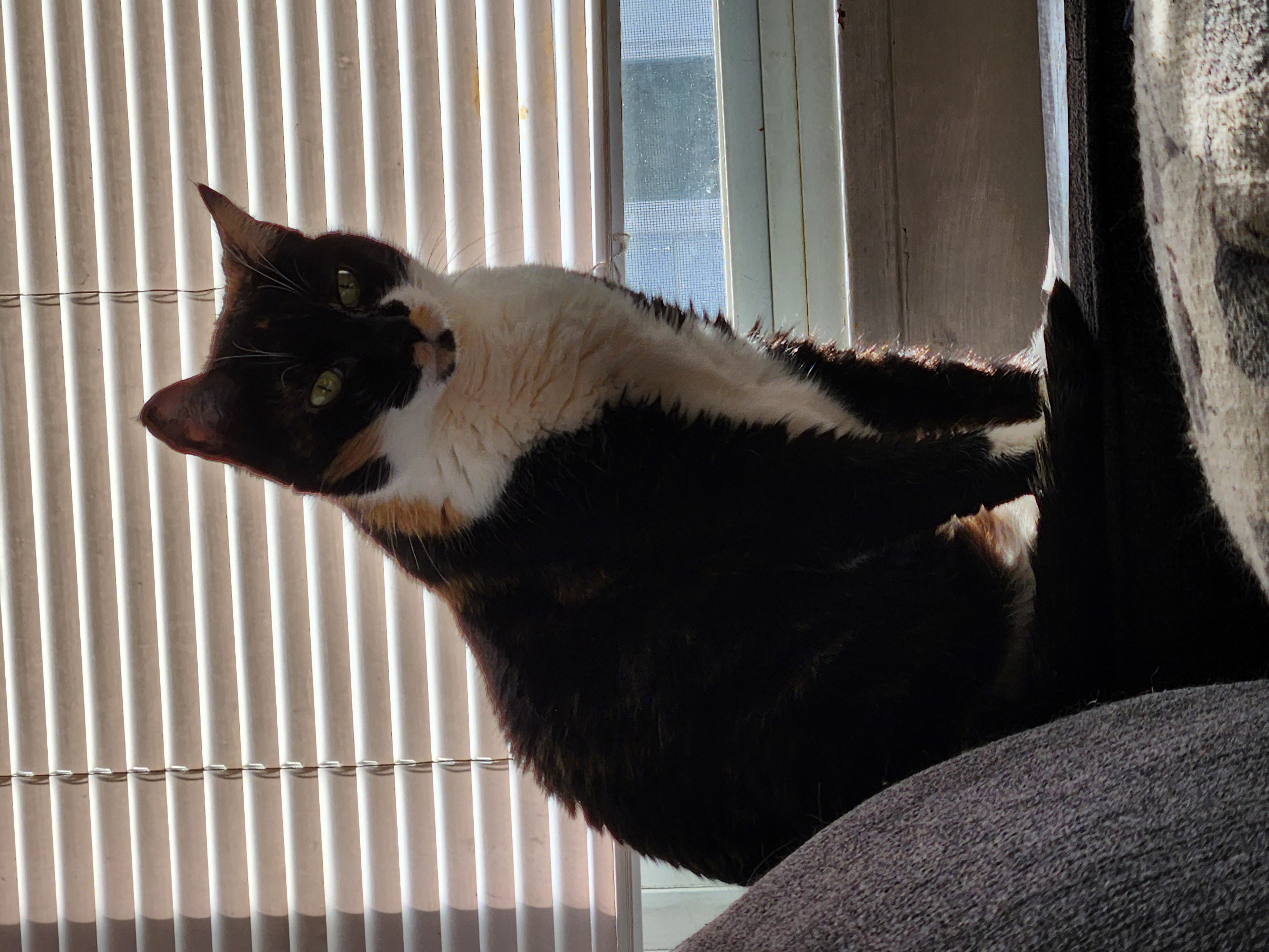 Enlarge Esmae, a Adoptable Domestic Short Hair in New Cumberland, PA image 4/5