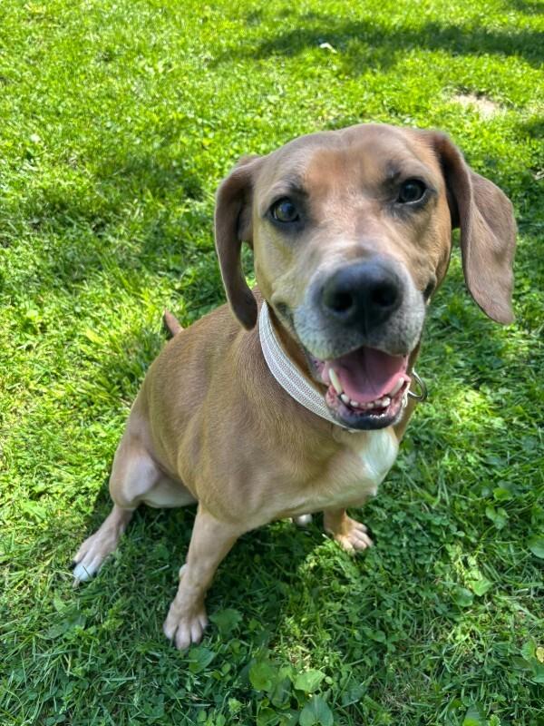 Enlarge Mocha, a ADOPTABLE mixed breed in Saint Charles, MO image 1/2