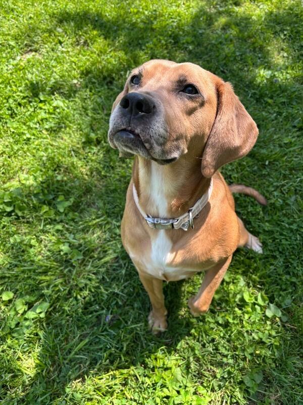 Enlarge Mocha, a ADOPTABLE mixed breed in Saint Charles, MO image 2/2