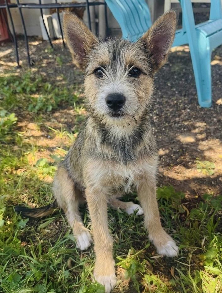 Estrella, Adoptable, Puppy Female Terrier & Mixed Breed.