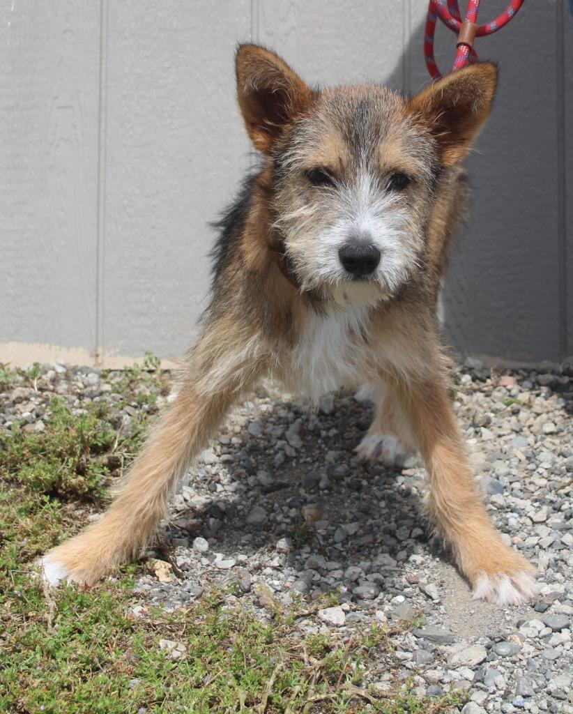 Estrella, Adoptable, Puppy Female Terrier & Mixed Breed.