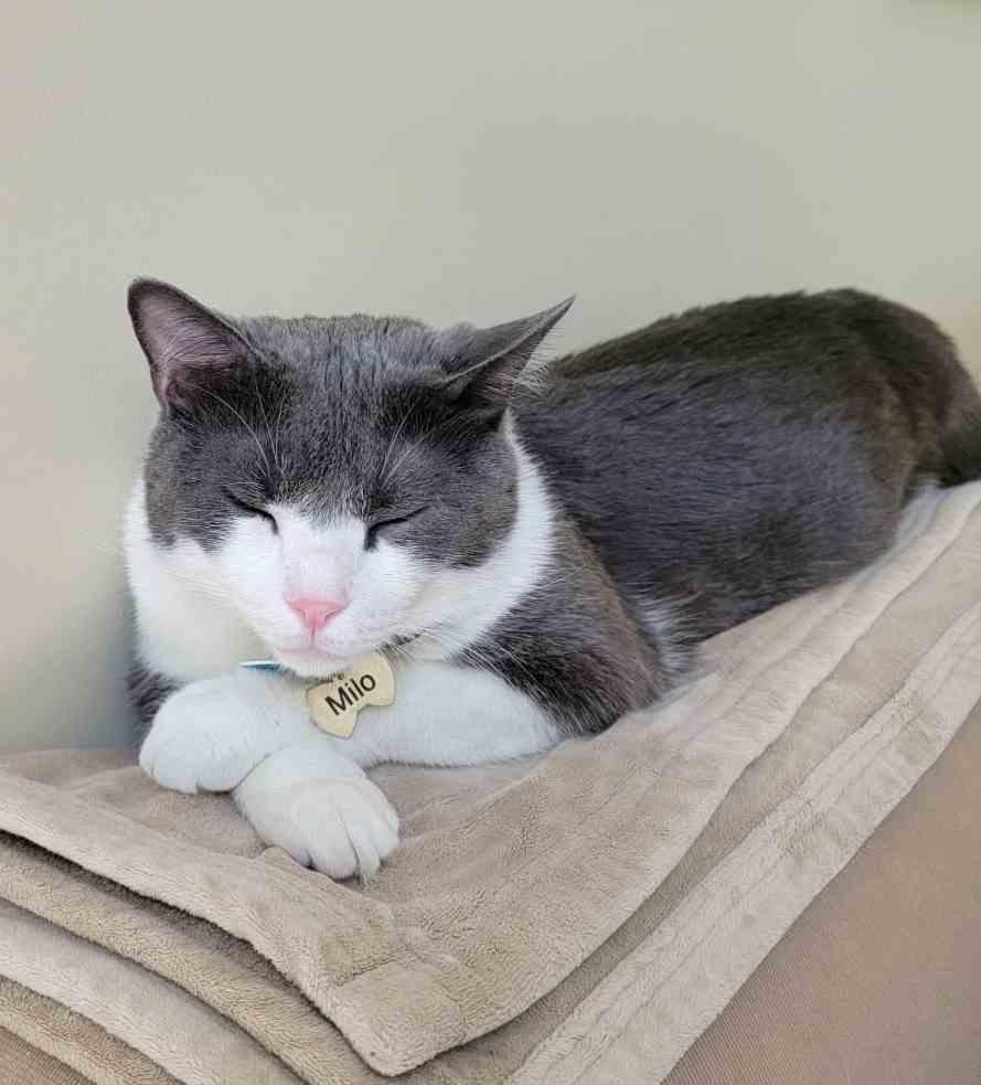 Miles 3 years, Adoptable, Young Male Domestic Short Hair.