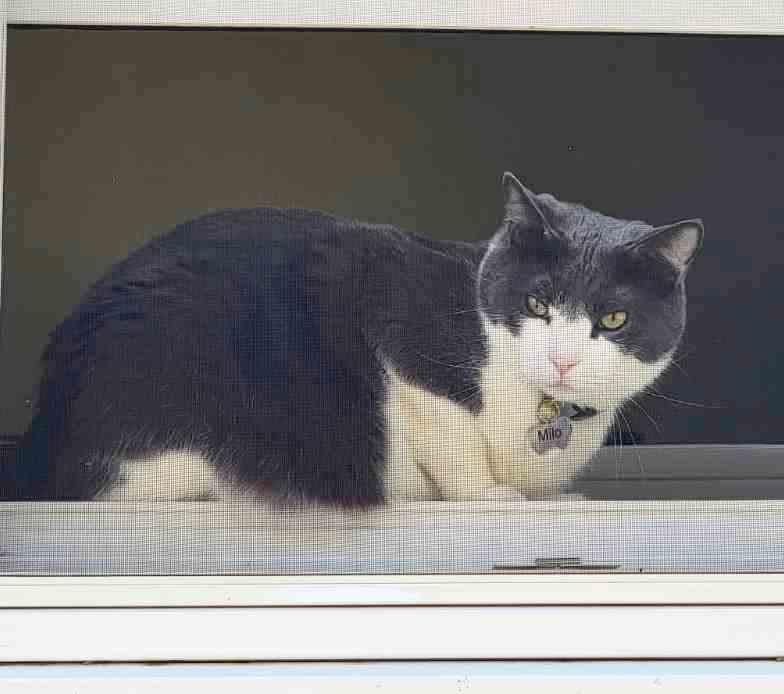 Enlarge Miles  3 years, a Adoptable Domestic Short Hair in Sterling, MA image 2/3