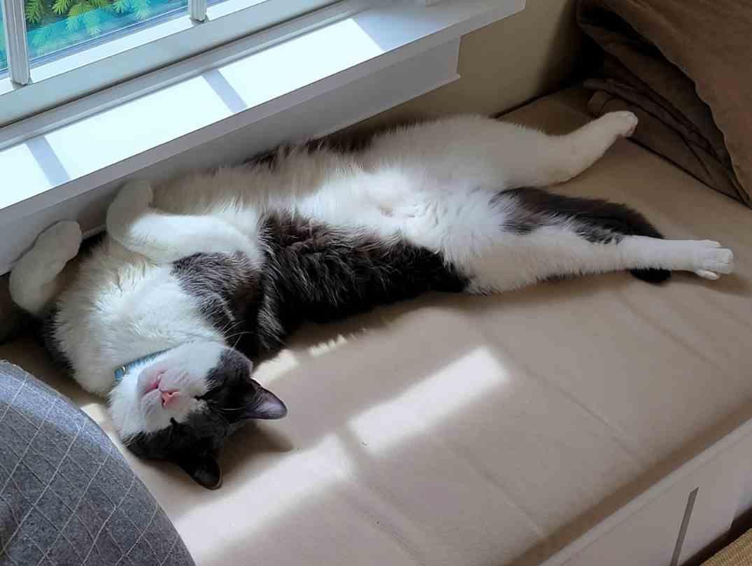 Enlarge Miles  3 years, a Adoptable Domestic Short Hair in Sterling, MA image 3/3