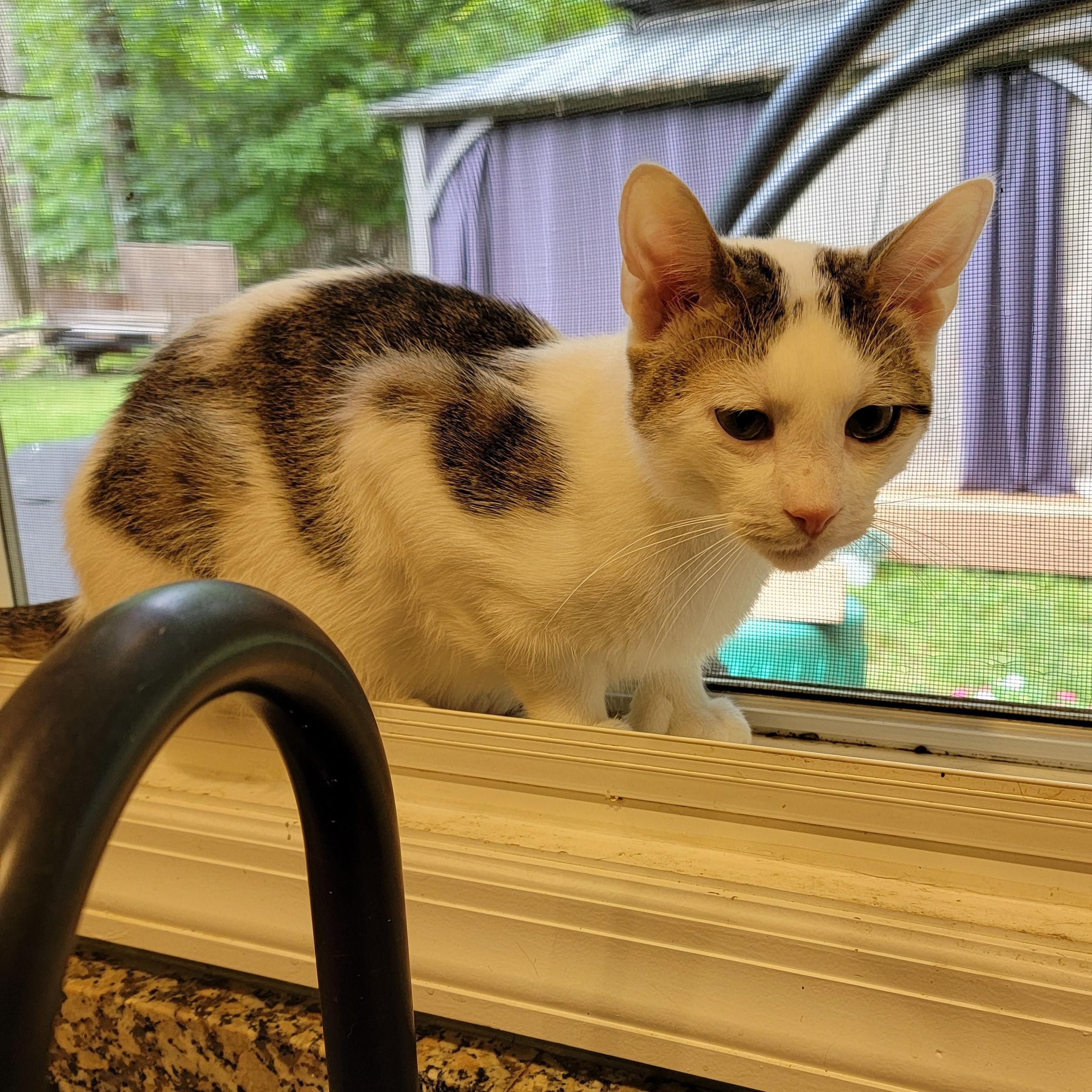 Enlarge Jobie, a Adoptable Domestic Short Hair in Palisades Park, NJ image 4/4