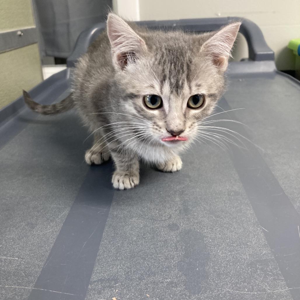 Enlarge Eleven, a Adoptable Domestic Short Hair in Attica, NY image 2/2