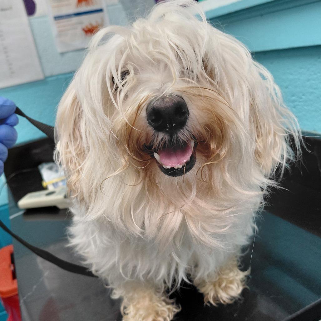 Blanca, Adoptable, Adult Female Maltese.
