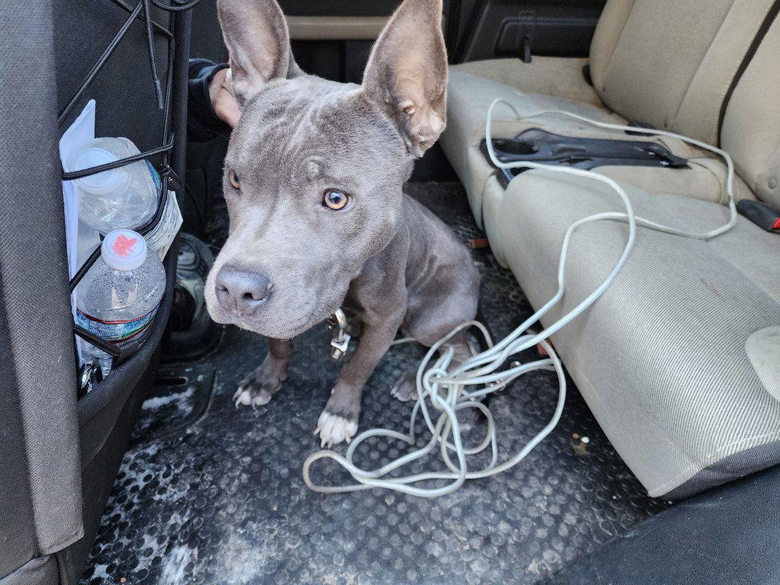 Fireplug - Mixed Breed / American Bulldog