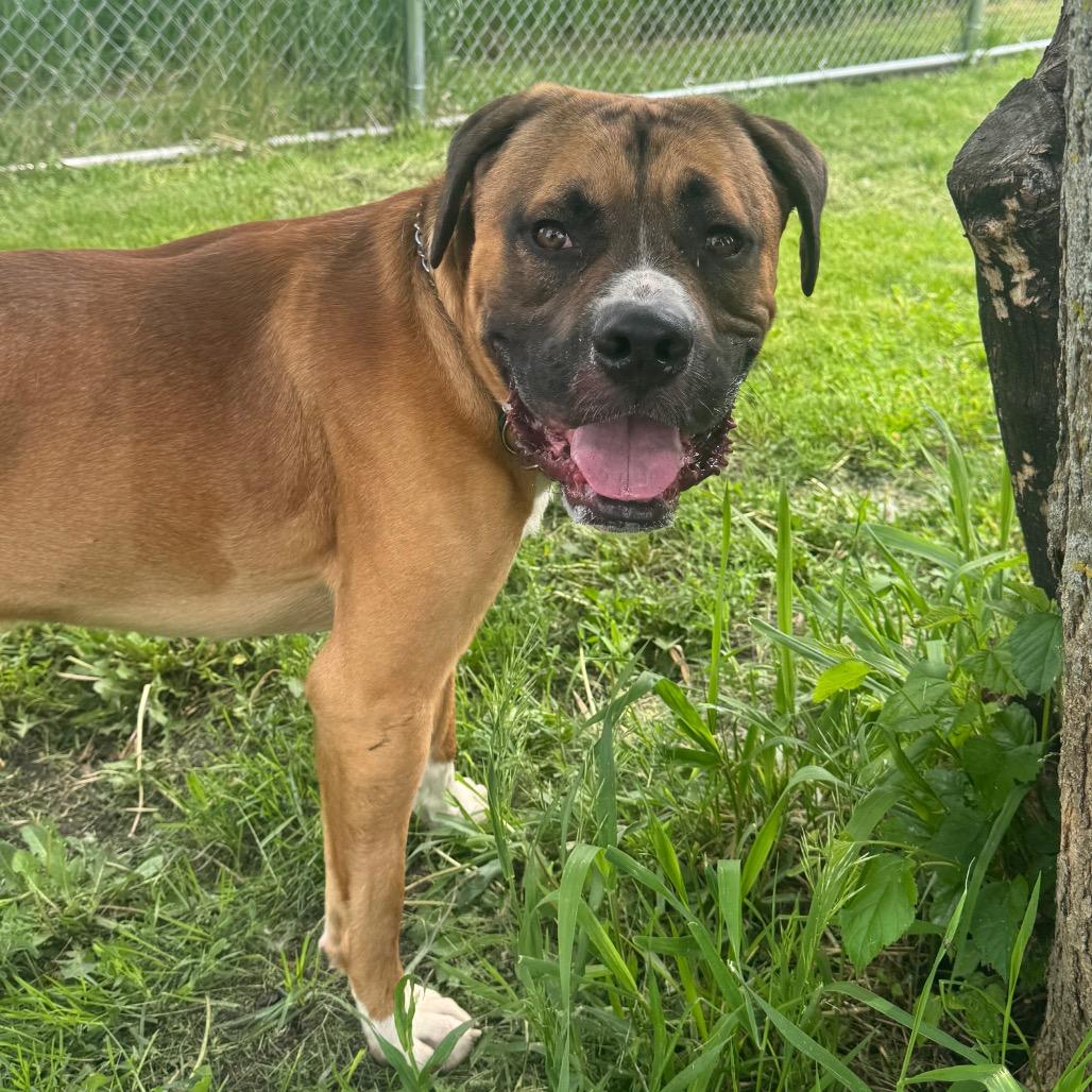 Rocco, Adoptable, Adult Male Boxer & Bullmastiff.
