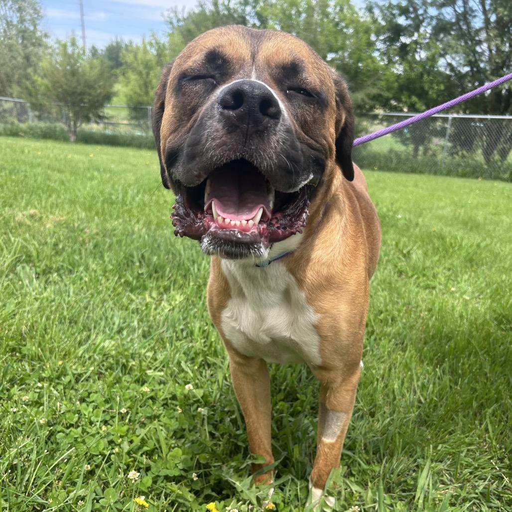 Rocco, a Adoptable mixed breed in Milford, IA image 2/6