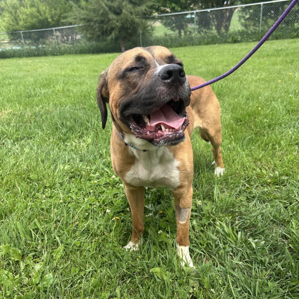 Rocco, a Adoptable mixed breed in Milford, IA image 3/6