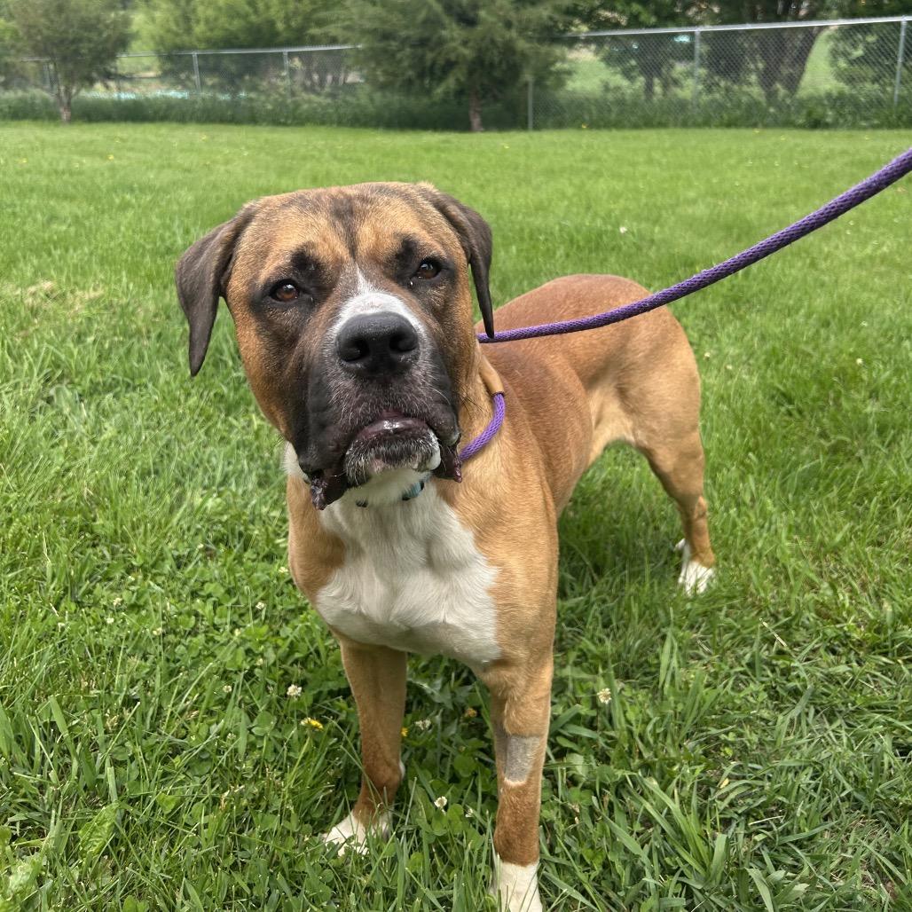 Rocco, a Adoptable mixed breed in Milford, IA image 4/6