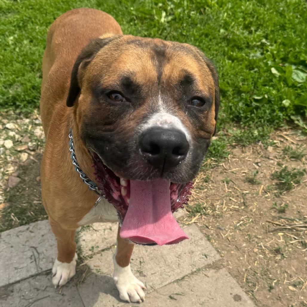 Rocco, a Adoptable mixed breed in Milford, IA image 5/6