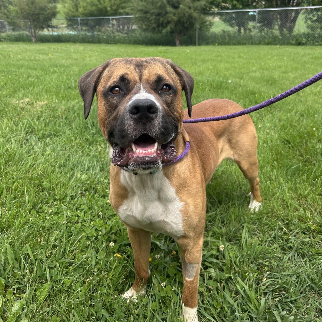 Rocco, a Adoptable mixed breed in Milford, IA image 6/6
