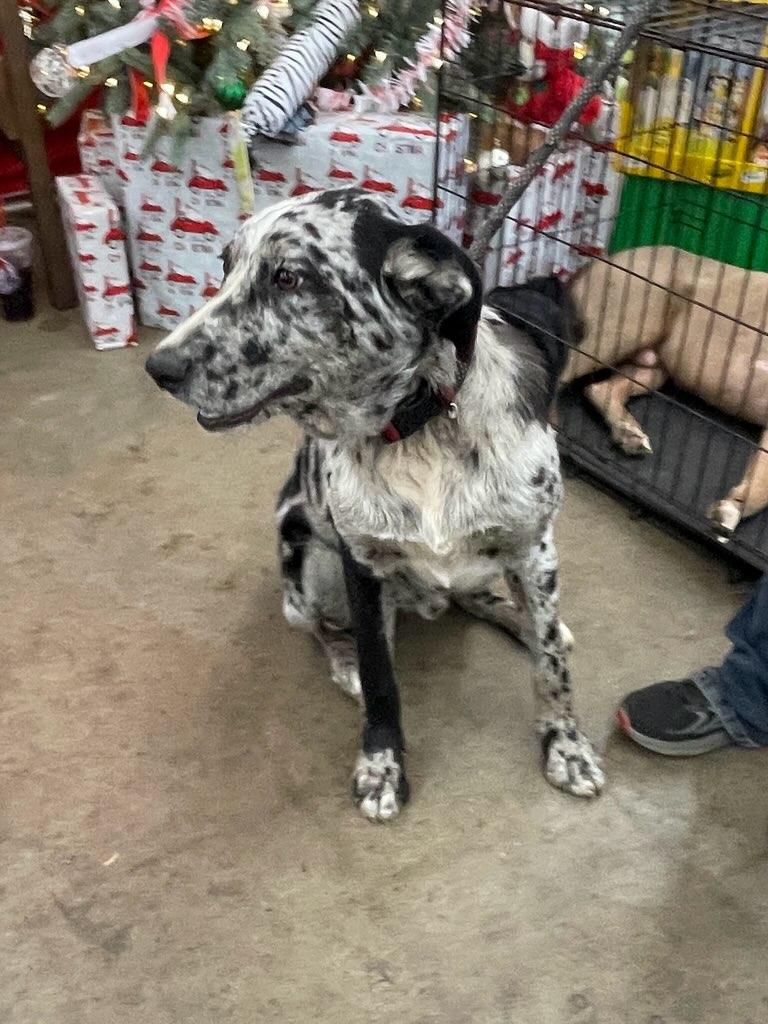 Enlarge Drifter, an adopted mixed breed in Cairo, GA image 3/3