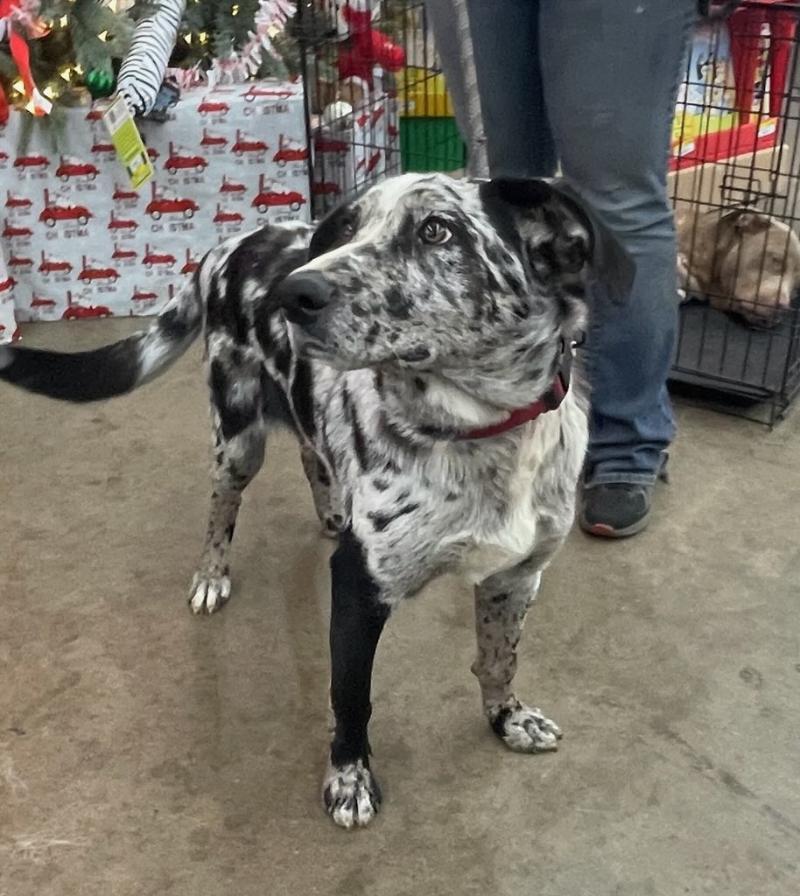 Enlarge Drifter, an adopted mixed breed in Cairo, GA image 2/3